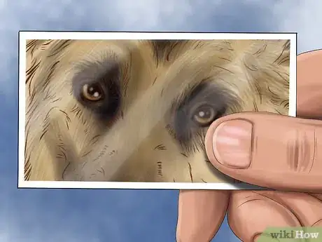 Imagen titulada Know if Your Dog Is Losing Its Eyesight Step 2