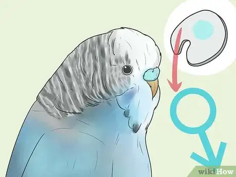 Imagen titulada Identify Your Budgie's Gender Step 4