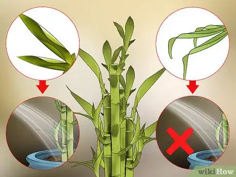 Imagen titulada Care for an Indoor Bamboo Plant Step 12