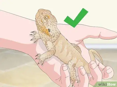 Imagen titulada Pet a Bearded Dragon Step 12