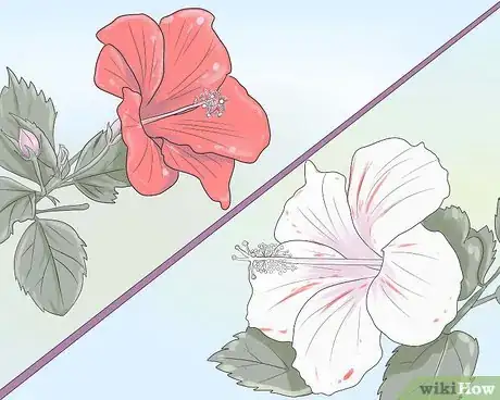 Imagen titulada Plant Hibiscus Step 1