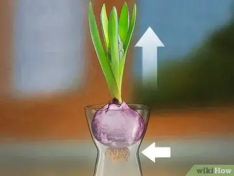 Imagen titulada Grow a Hyacinth Bulb in Water Step 8