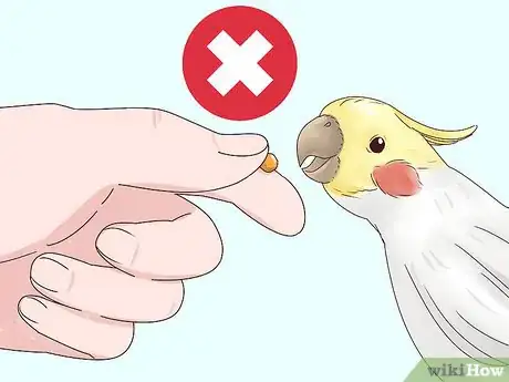 Imagen titulada Stop Your Cockatiel from Biting Step 9