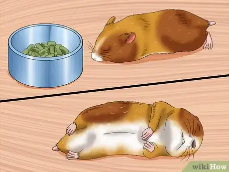 Imagen titulada Care for a Hamster That Bites Step 4