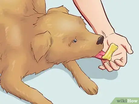 Imagen titulada Teach Your Dog Basic Commands Step 11