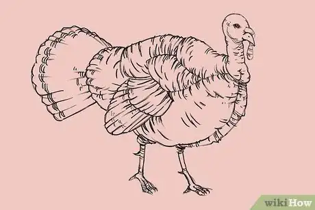 Imagen titulada Draw a Turkey Step 22