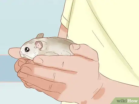 Imagen titulada Tame Your Winter White Hamster Step 12