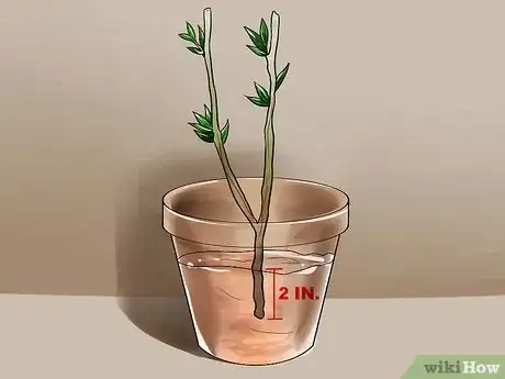 Imagen titulada Propagate Rose of Sharon Cuttings Step 4