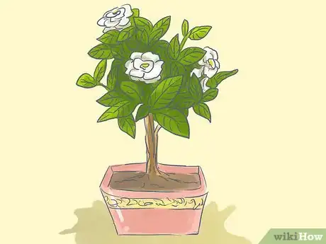 Imagen titulada Raise Gardenias in Pots Step 14