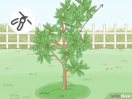 Imagen titulada Prune an Avocado Tree Step 11