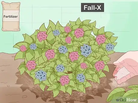 Imagen titulada Prepare Hydrangeas for Winter Step 1