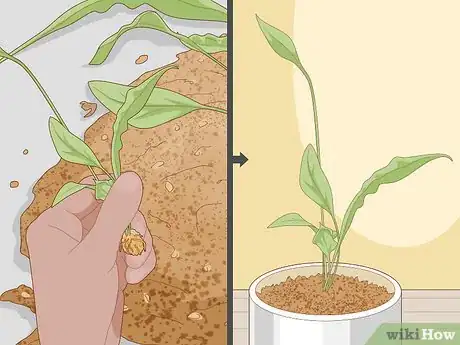 Imagen titulada Care for Peace Lilies Step 11