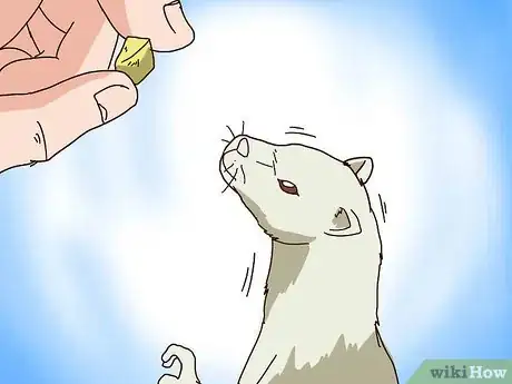 Imagen titulada Train Your Ferrets to Do Tricks Step 4