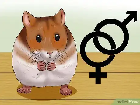 Imagen titulada Choose a Hamster Step 3