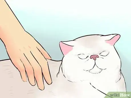 Imagen titulada Take Care of an Exotic Shorthair Cat Step 11