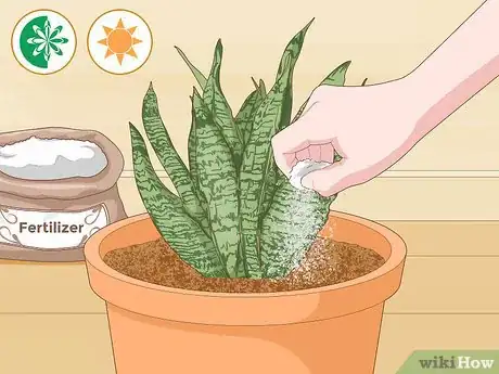 Imagen titulada Care for a Sansevieria or Snake Plant Step 10