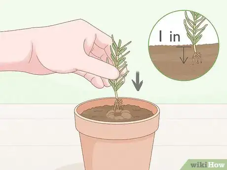 Imagen titulada Grow Rosemary Indoors Step 7