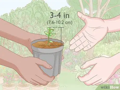 Imagen titulada Grow Mint Indoors Step 1