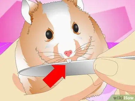 Imagen titulada Make Your Hamster Live Longer Step 8