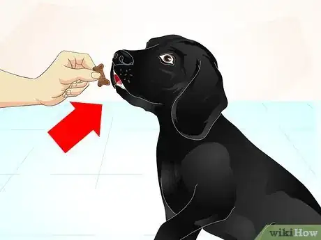 Imagen titulada Train a Naughty Labrador Step 9