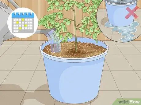 Imagen titulada Grow a Moringa Tree Step 8