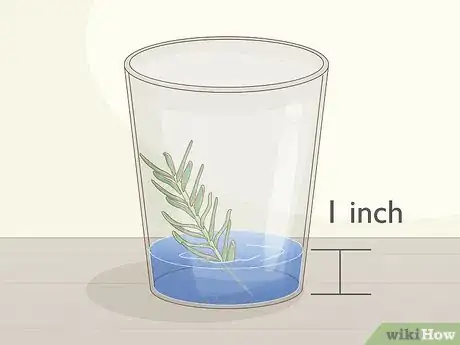 Imagen titulada Grow Rosemary Indoors Step 4