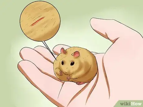 Imagen titulada Take Care of a Found Injured Hamster Step 1