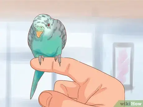 Imagen titulada Teach Your Parakeet to Love You Step 5