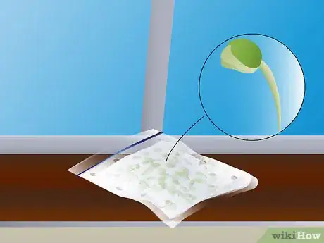 Imagen titulada Germinate Peas Step 7