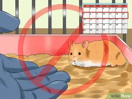 Imagen titulada Train a Hamster Not to Bite Step 2