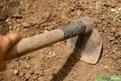 Imagen titulada Grow Elephant Ear Plants Step 3