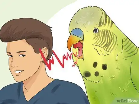 Imagen titulada Identify Your Budgie's Gender Step 6