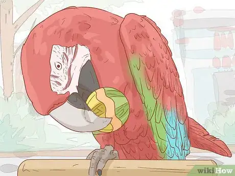 Imagen titulada Know if a Macaw Is Right for You Step 9