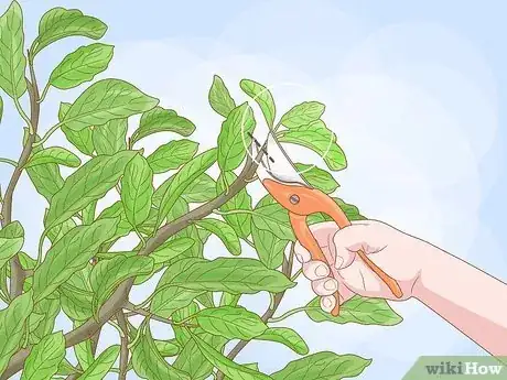 Imagen titulada Prune an Avocado Tree Step 15