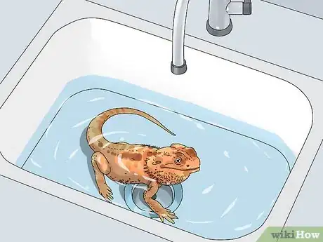 Imagen titulada Build Love With Your Bearded Dragon Step 10