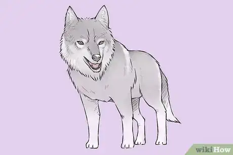 Imagen titulada Draw a Wolf Step 19