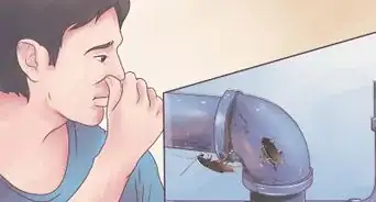 identificar una cucaracha