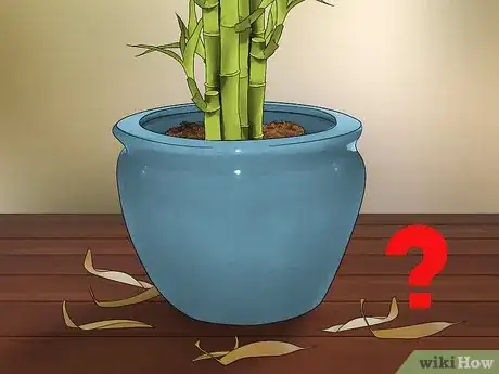 Imagen titulada Care for an Indoor Bamboo Plant Step 11