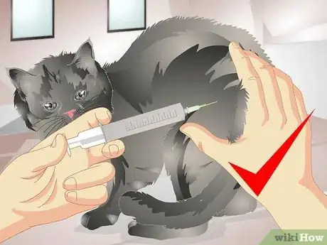 Imagen titulada Remove Urine Smells from a Pet Step 16