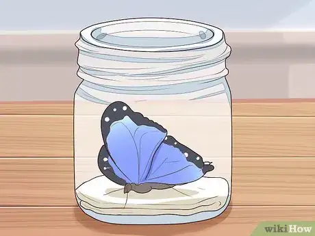 Imagen titulada Preserve a Butterfly Step 1