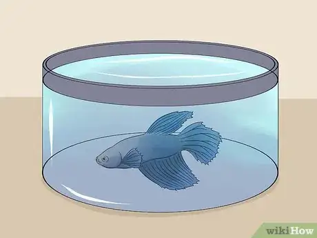 Imagen titulada Save a Dying Betta Fish Step 30