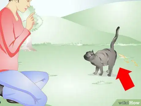 Imagen titulada Remove Urine Smells from a Pet Step 14