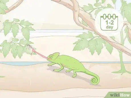 Imagen titulada Take Care of a Chameleon Step 11