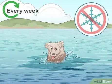 Imagen titulada Safely Introduce Your Dog to Water Step 11