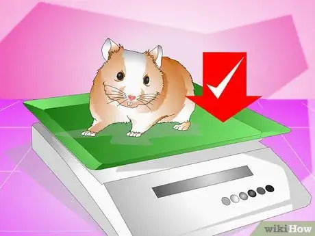 Imagen titulada Make Your Hamster Live Longer Step 9