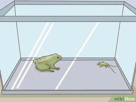 Imagen titulada Take Care of an American Bullfrog Step 11