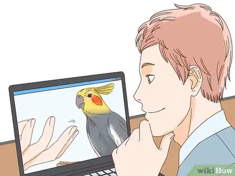 Imagen titulada Buy a Pet Cockatiel Step 1