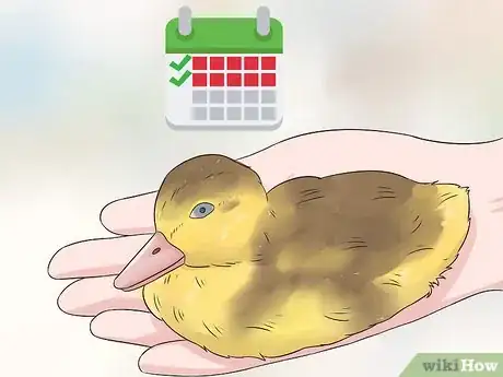 Imagen titulada Tell the Sex of a Baby Duck Step 1