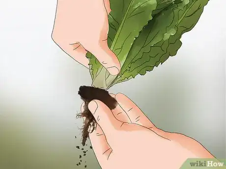 Imagen titulada Harvest Romaine Lettuce Step 5