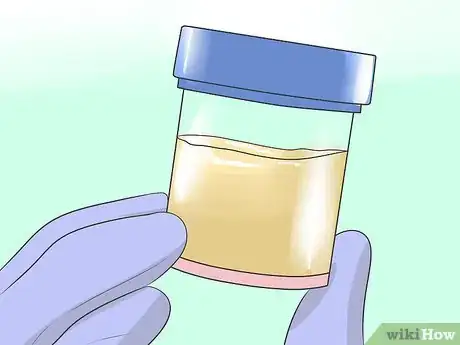 Imagen titulada Collect a Urine Sample from a Female Dog Step 12